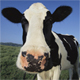 FarmerBob's picture FarmerBob's picture