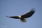 Eagleshadow's picture Eagleshadow's picture